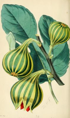 an illustration of a flower with green and yellow stripes on it's petals, in front of a white background