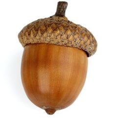 an acorn on a white background with clippings to show the top section