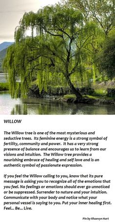 the willow tree is one of the most mysterious and beautiful trees in the world,