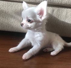 a small white dog sitting on top of a hard wood floor next to a couch