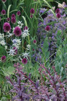 purple and white flowers are in the garden