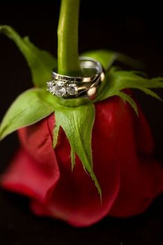 two wedding rings sitting on top of a red flower with green leaves and petals around them