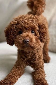 a brown poodle standing on top of a bed next to pillows and pillow cases