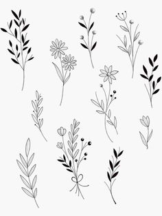 pink becker's flowers and leaves are drawn in black ink on a white background