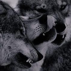 two gray wolfs with their mouths open and one is biting the other's teeth