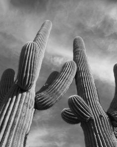 black and white photograph of two large cactus's reaching up into the cloudy sky