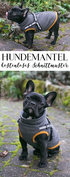 a small black dog wearing a gray sweater and harness with the words thundermantel on it