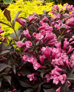 purple flowers are blooming in the garden