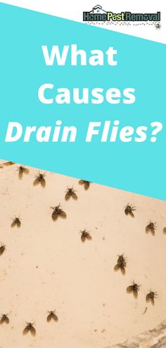 flies on the ground with text overlay that says what causees drain files?