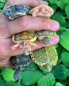 three baby turtles being held in the palm of someone's hand with green leaves behind them