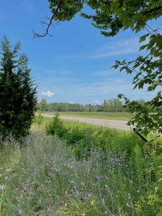 an empty road in the middle of a field with wildflowers and trees around it