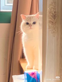 a white cat sitting on top of a window sill next to a blue vase