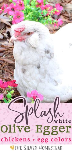 a white feathered olive eggers hen is sitting on the ground among hot pink flowers with text that reads how to breed splash white olive egger chickens White Chicken Breeds, Rare Chicken Breeds