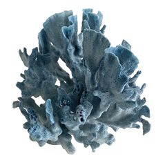 a close up of a blue coral on a white background