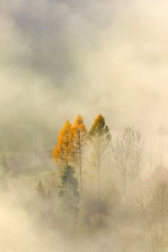 trees in the fog with yellow leaves on them and green grass below it, surrounded by clouds