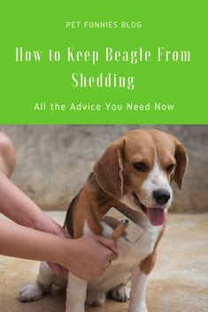 a small dog being petted by a person with the words how to keep beagle from shedding all the advice you need now