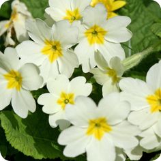 white and yellow flowers with green leaves in the background