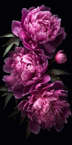 three pink peonies with green leaves on a black background