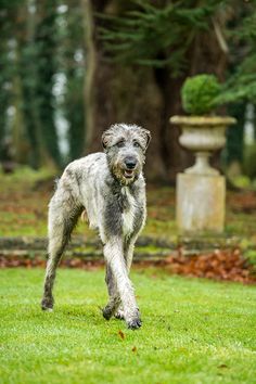 a shaggy haired dog standing on top of a lush green field next to a stone urn