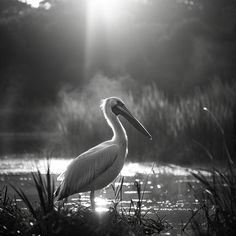 Pelican Bird: Nature's Spectacle in High Definition Explore Nature, Nature Images, The Beauty, High Definition, Nature