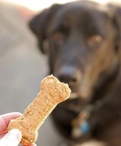 a dog is looking at the camera while holding a piece of food in his hand