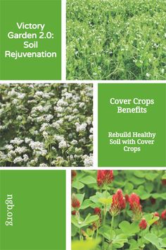 the cover image shows several different types of plants