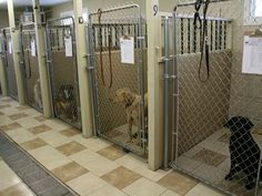 several dogs are locked up in their kennels at the same time as each other