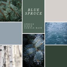 the cover of blue spruce by bruce brich and genelle rain, featuring pine needles