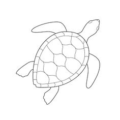 a turtle that is swimming in the water