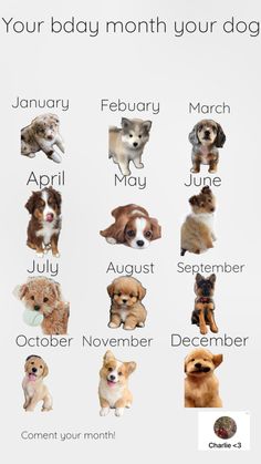 an image of dogs that are in the months