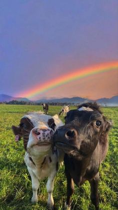 two cows standing next to each other on a field with a rainbow in the background