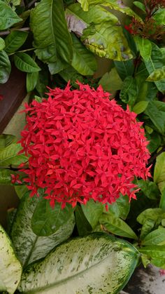 a red flower surrounded by green leaves