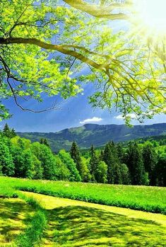 the sun shines brightly on trees and mountains