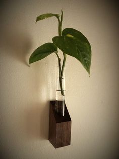 a plant in a glass vase on a wall