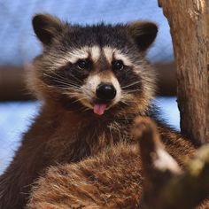 a raccoon sticking its tongue out while standing next to a tree