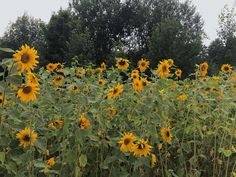 a field full of sunflowers with trees in the background