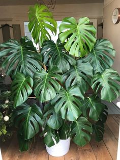 a large potted plant sitting on top of a wooden floor