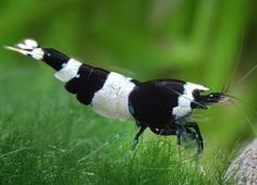 a black and white insect on some green grass