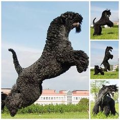 a black dog jumping in the air with it's mouth open