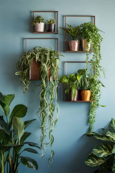 several potted plants are hanging on the wall