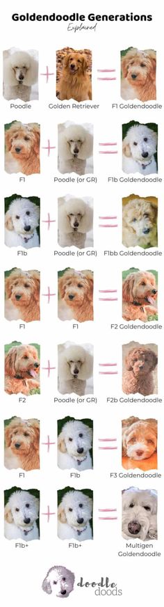 the goldendoodle's generations are shown in this chart, which shows how many dogs