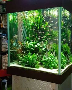 a fish tank filled with lots of plants and greenery in the middle of a room