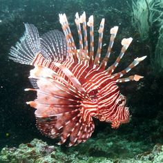 a red and white lionfish swimming in the water near some corals on the ocean floor