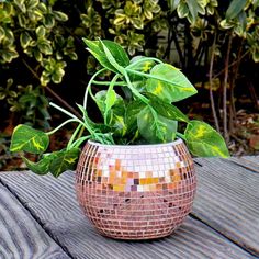 a potted plant sitting on top of a wooden table next to green leaves and bushes