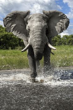 an elephant splashing in the water on a sunny day