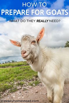 a goat standing on top of a dirt road next to a green grass covered field