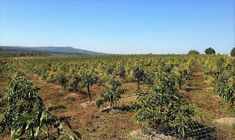 a large field full of trees with mountains in the background