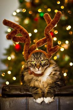 a cat sitting in front of a christmas tree with reindeer antlers on its head