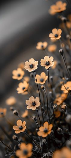 some yellow flowers are in the middle of black and white background with orange highlights on them