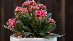 a small potted plant with pink flowers and green leaves